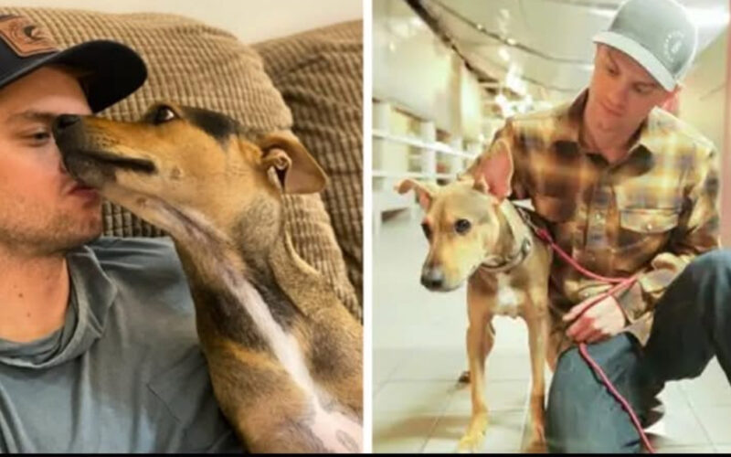 Del abandono a la esperanza: la increíble historia del perro que fue rescatado de una isla perdida en Belice