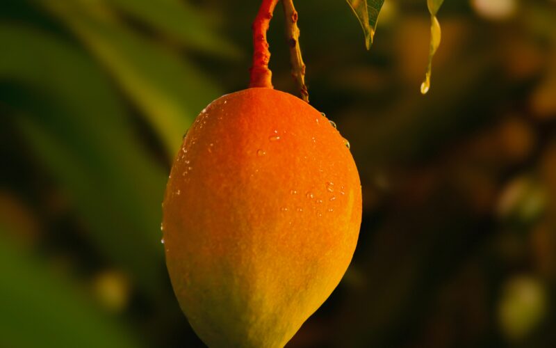 Los beneficios del mango: el “superfruto” que impulsa la salud de los niños