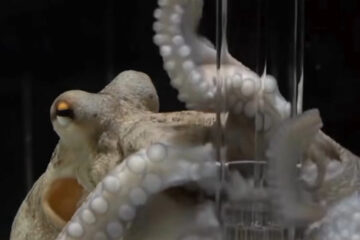 Pulpo rescatado en Suecia sorprende al mundo al aprender a tocar el piano