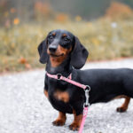 DACHSHUND: EL PERRO CHICO QUE NO SABE QUE ES CHICO
