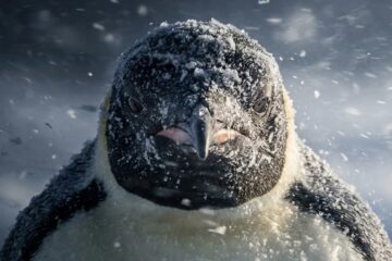 El sacrificio extremo del pingüino emperador: sobrevive meses sin comer para proteger a su cría