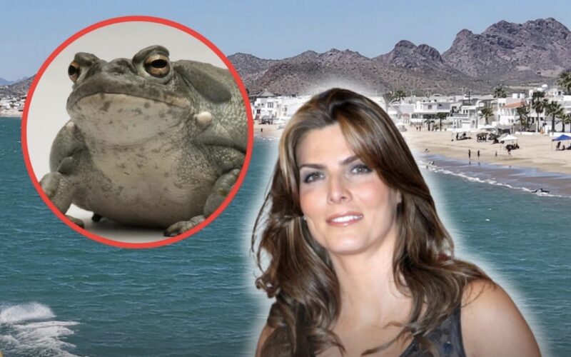 Montserrat Oliver relata su experiencia con el “sapo de Sonora” y genera debate