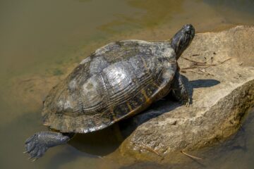 Tortugas marinas: las sobrevivientes del planeta que llevan millones de años dominando los océanos