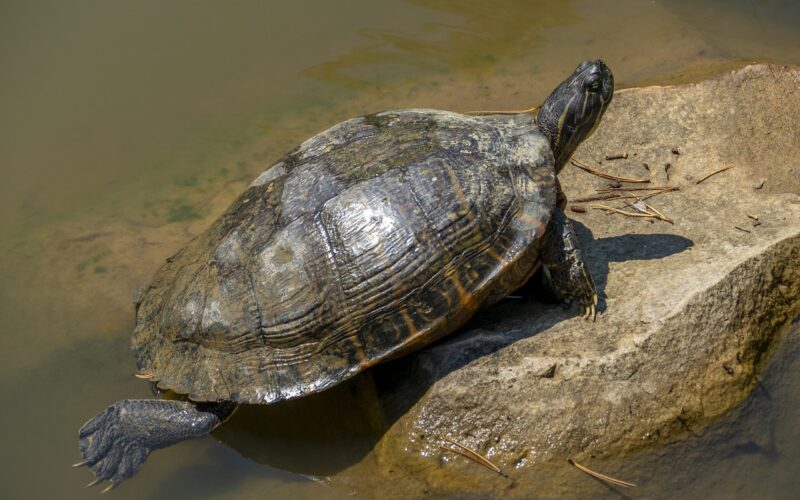 Tortugas marinas: las sobrevivientes del planeta que llevan millones de años dominando los océanos