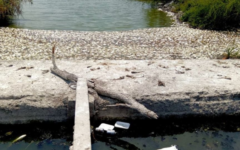 Mortandad de peces en Tamaulipas y Veracruz: descartan hidrocarburos y señalan alteración del agua