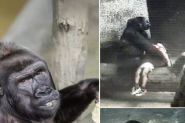 Cuando una gorila salvó a un niño: la historia real que sorprendió al mundo