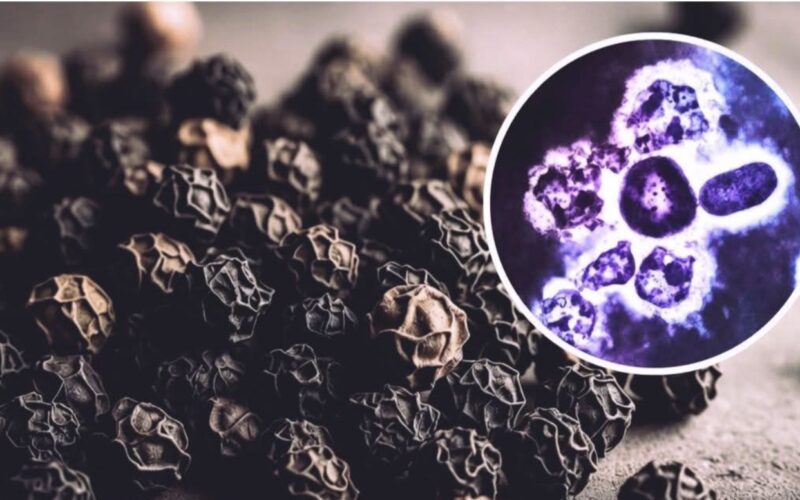 Estudio científico analiza compuesto de la pimienta negra como posible apoyo contra la leucemia