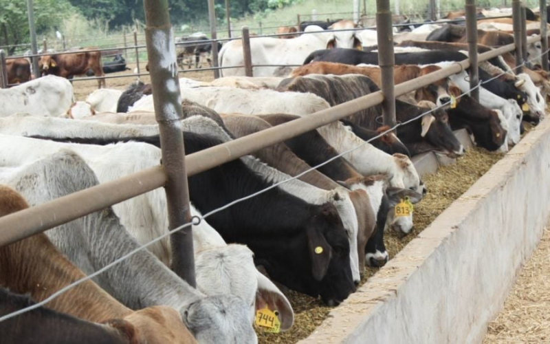 Industria cárnica mexicana busca duplicar exportaciones de carne a EU ante crisis por gusano barrenador