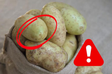 ¿Papas verdes? Expertos advierten riesgos por consumo de este alimento en mal estado