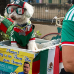“Osito”, el perro que conquistó el Mundial 2026 y se volvió una estrella viral en México