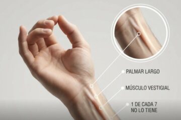 ¿Tienes este tendón en la muñeca? La curiosa prueba que revela un vestigio de la evolución