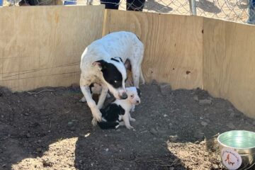 Piden proteger a perros y gatos ante el intenso calor en Ciudad Juárez