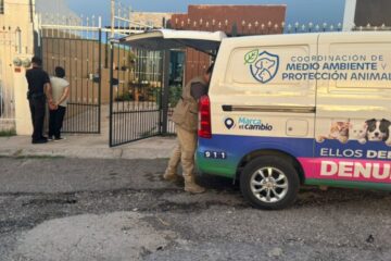 Rescatan a perrita y sus cinco cachorros; detienen a hombre por presunto maltrato animal en Chihuahua