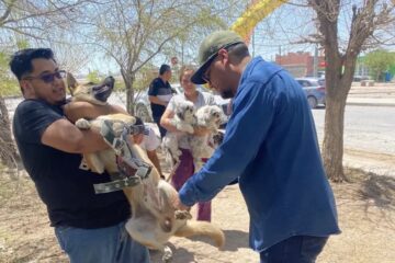 Aplican más de mil vacunas antirrábicas a mascotas durante jornada en Ciudad Juárez