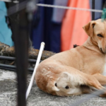 Vinculan a proceso a hombre acusado de disparar contra tres perros en Sinaloa