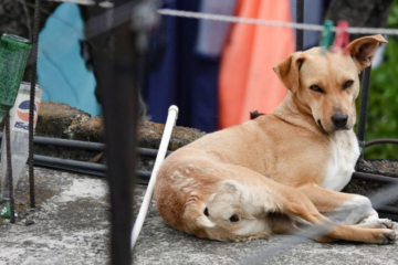 Vinculan a proceso a hombre acusado de disparar contra tres perros en Sinaloa