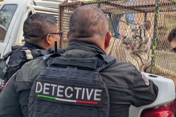 Aseguran tigre de bengala, lagarto y evidencias durante cateos por investigación de homicidio en Ciudad Juárez