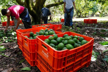 Despliega Gobierno de México más de mil 500 elementos de la Guardia Nacional para reactivar exportación de aguacate