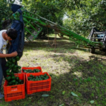 Amenaza a inspectores en Los Reyes provocó suspensión de exportación de aguacate a Estados Unidos