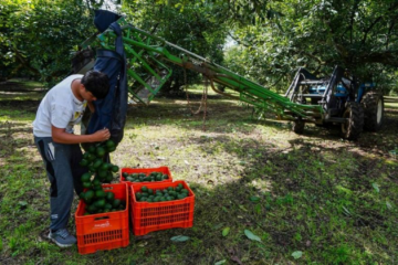 Amenaza a inspectores en Los Reyes provocó suspensión de exportación de aguacate a Estados Unidos