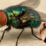 UACH llama a proteger la mosca estéril para frenar el gusano barrenador del ganado