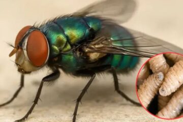 UACH llama a proteger la mosca estéril para frenar el gusano barrenador del ganado