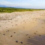 Tráfico de fauna golpeó a casi 165 mil animales en Colombia; más de 36 mil murieron