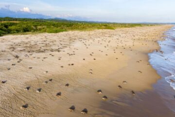 Tráfico de fauna golpeó a casi 165 mil animales en Colombia; más de 36 mil murieron