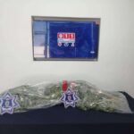 Reporte ciudadano lleva a policías hasta plantas de marihuana en canal