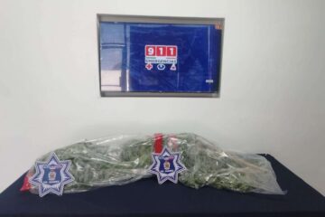 Reporte ciudadano lleva a policías hasta plantas de marihuana en canal