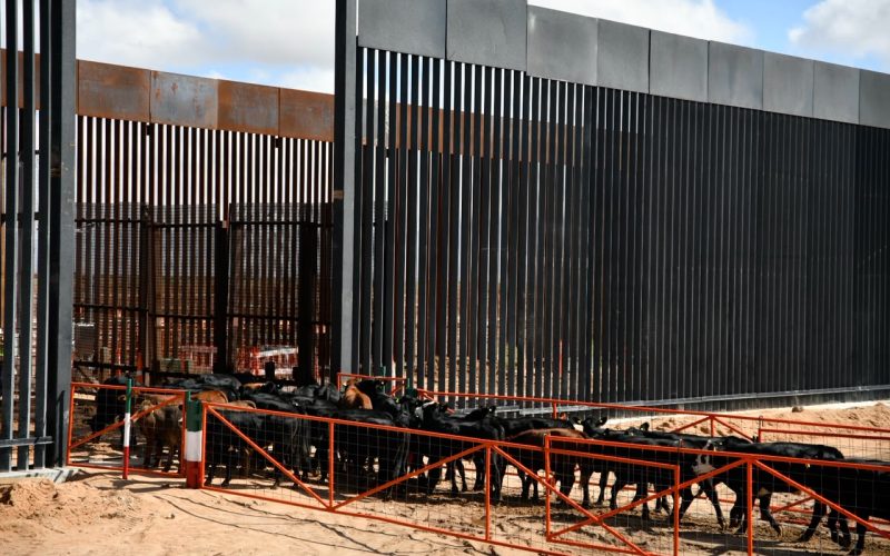 ¡Se abre la frontera! Chihuahua vuelve a exportar ganado a EU con primer cruce de 750 reses